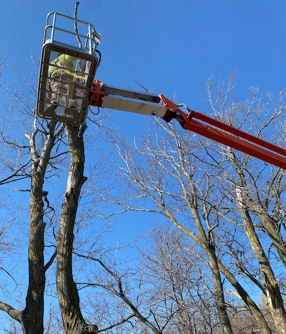 Photo shows lift in the air with bucket operator Cody from Tree Guys and a Saw
